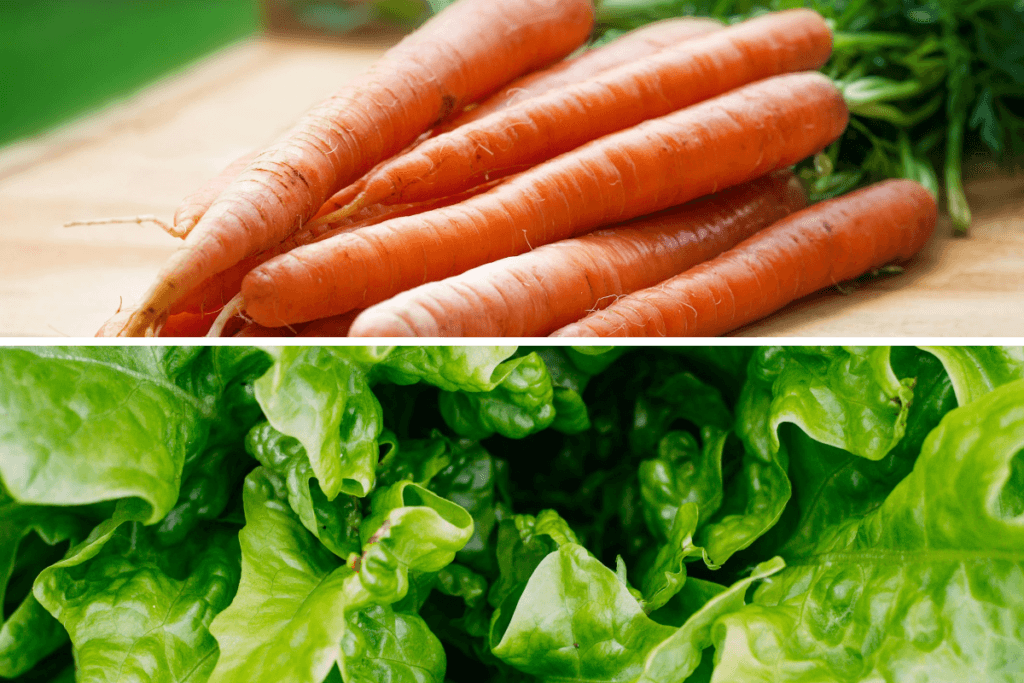 Homegrown Carrots and Lettuce to show what you can grow