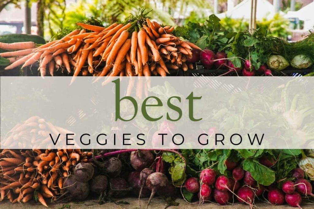 best veggies to grow