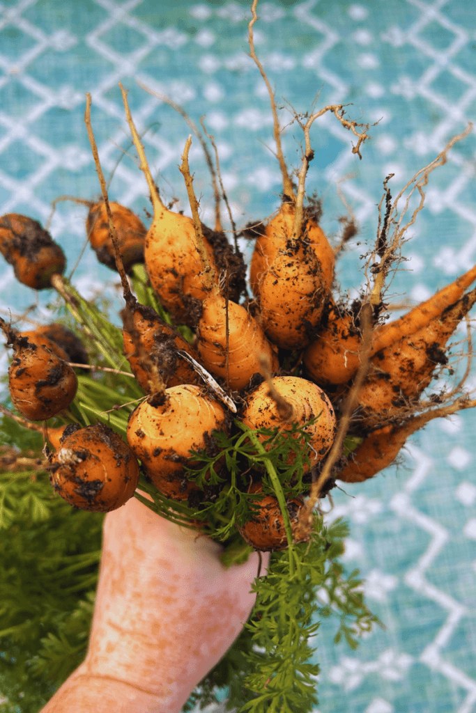 bunch of carrots
