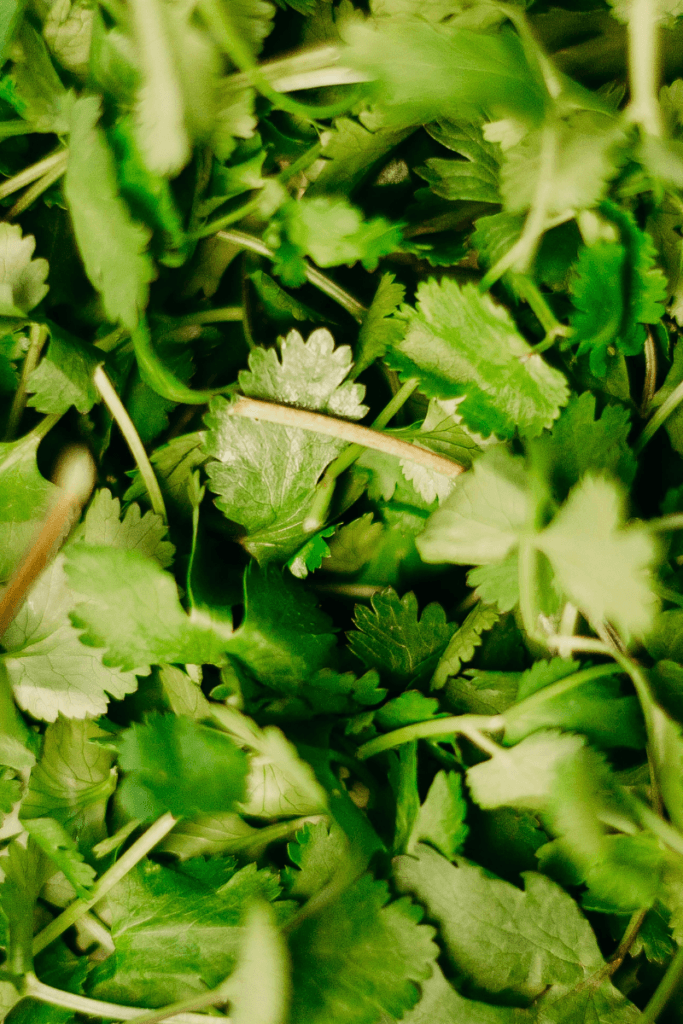 cilantro