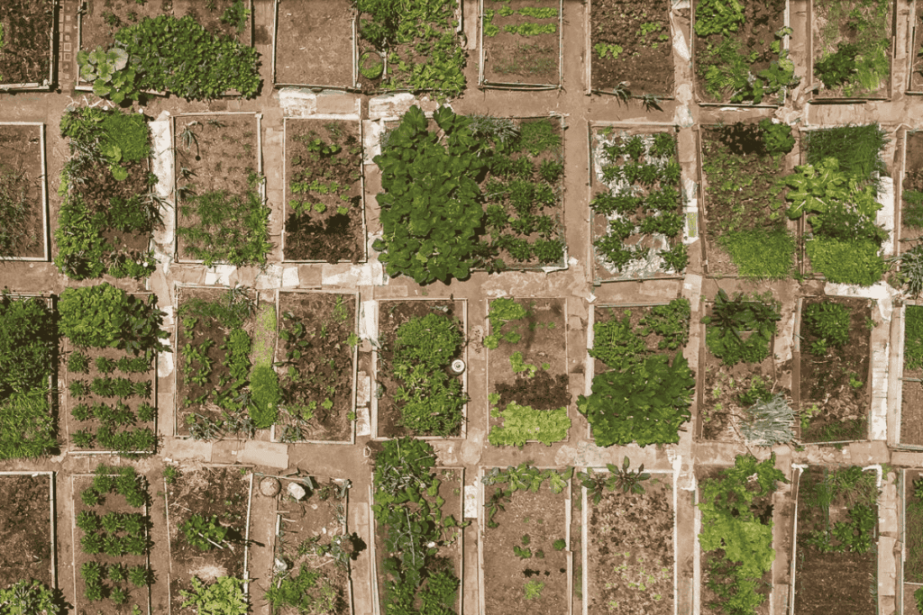 community garden beds