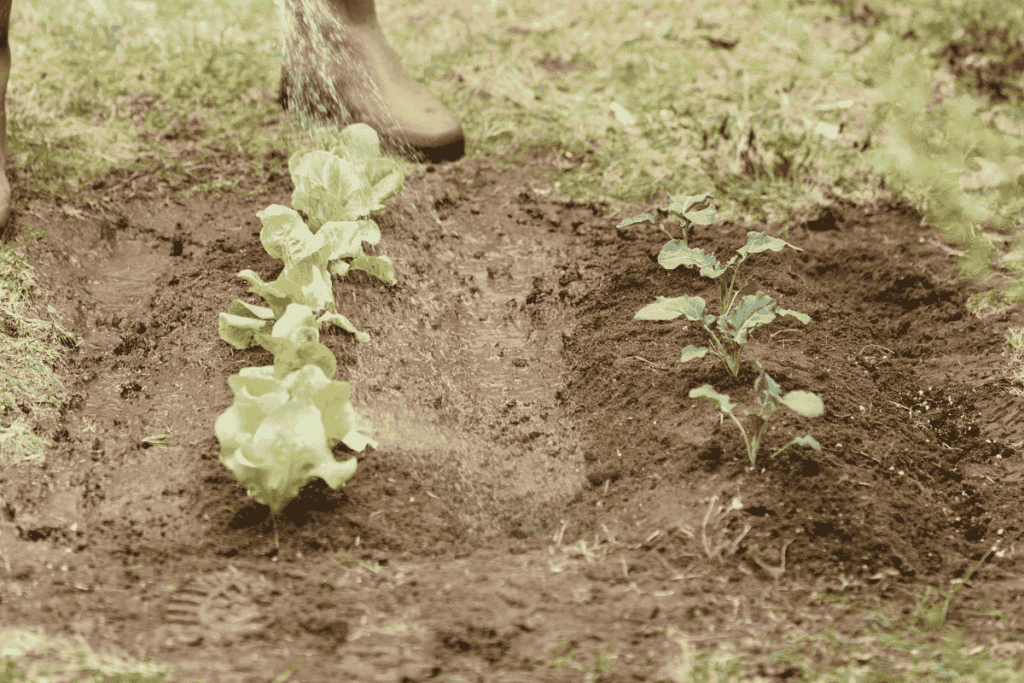 no dig garden bed