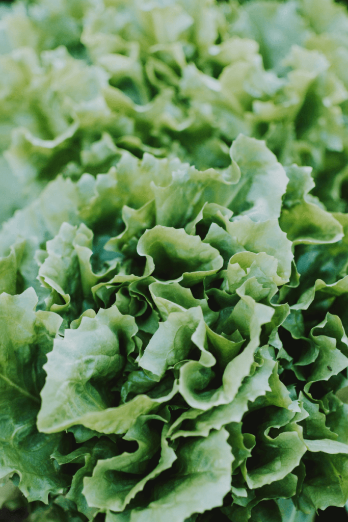 lettuce