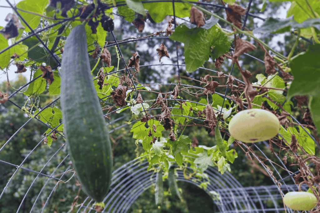 gourds on the vine growing on a cattle panel