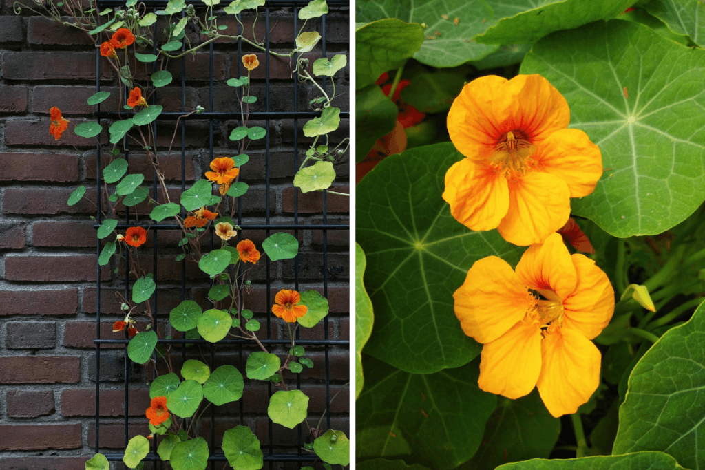 nasturtium flowers
