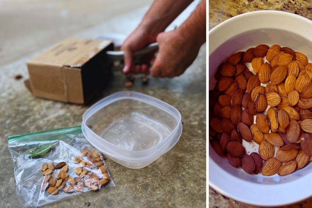 using tools in a small carboard box and peach seeds