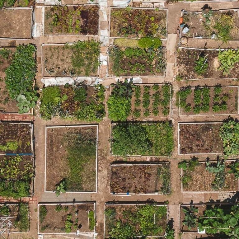 Garden Bed Lessons Featured Image
