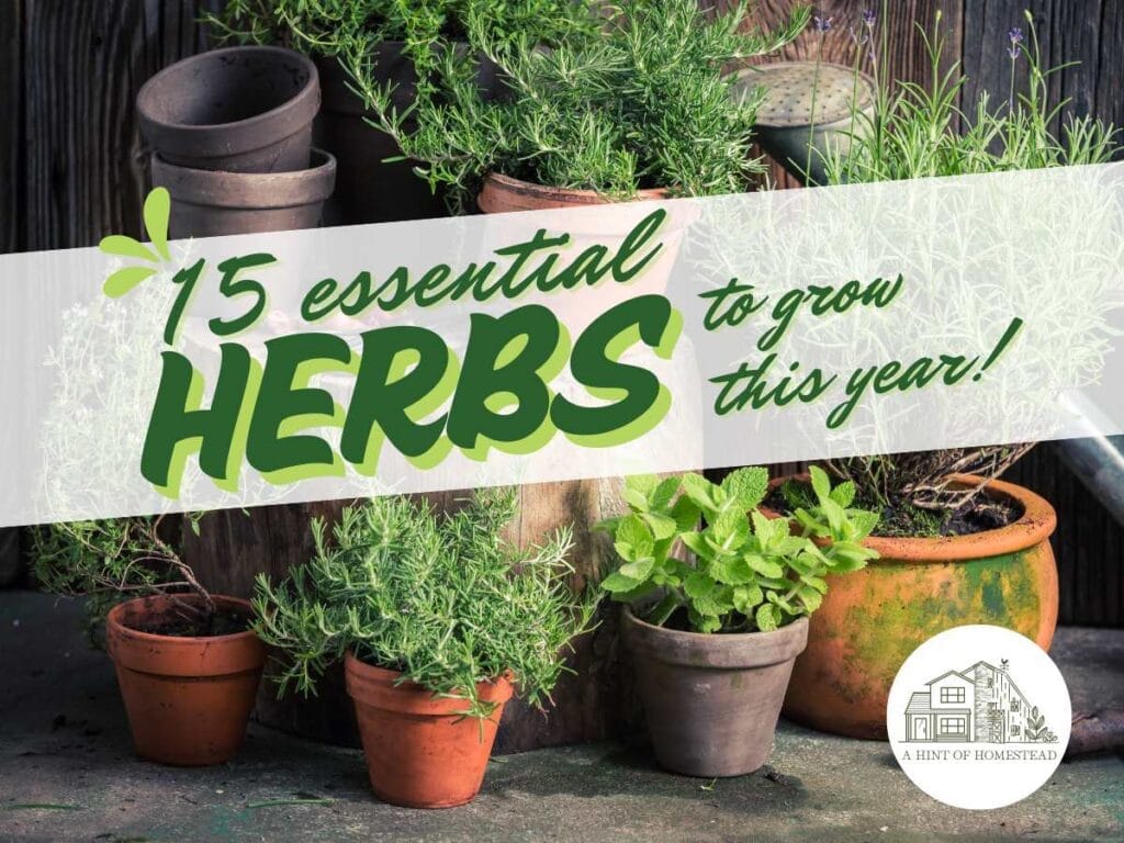 image of pots of herbs with the title 15 essential herbs to grow