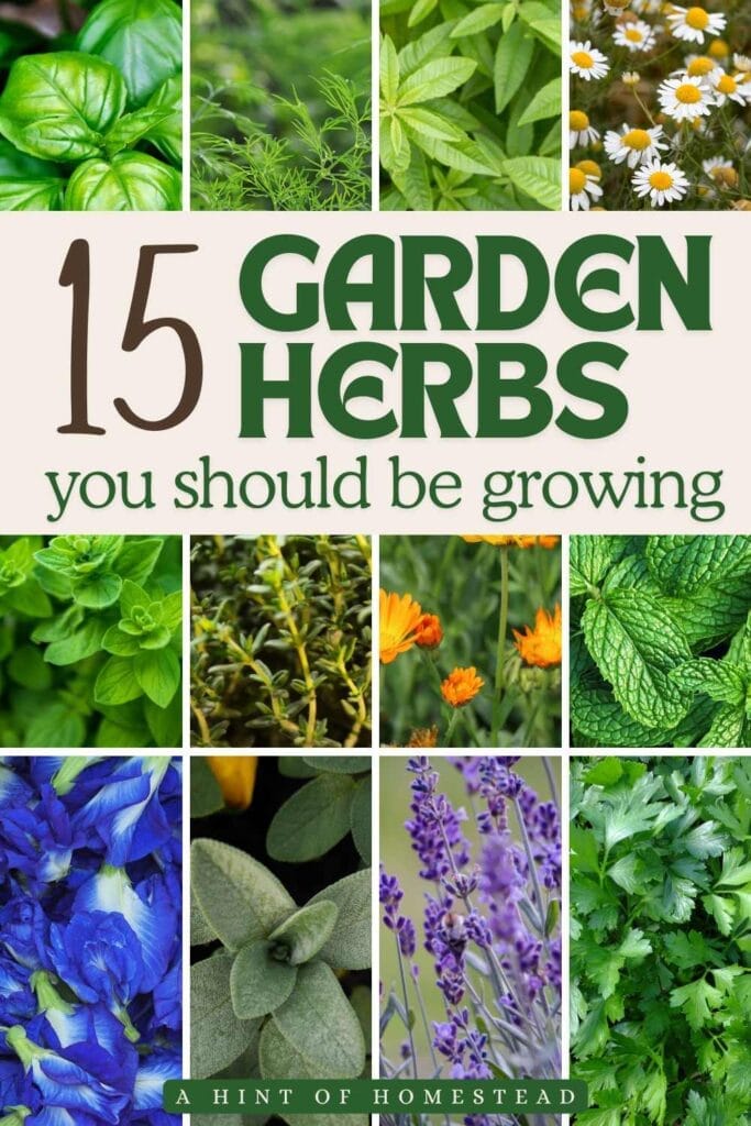 15 garden herbs you should be growing Pinterest image