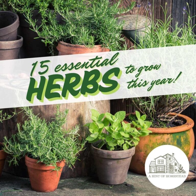 15 herbs to grow featured image