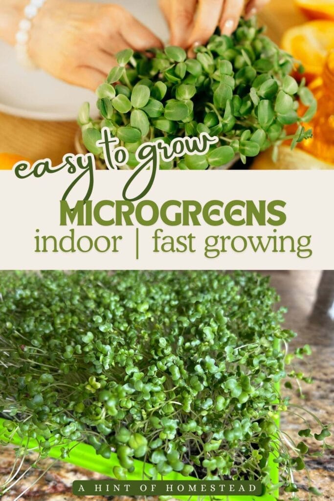 Easy to grow Microgreens Pinterest image