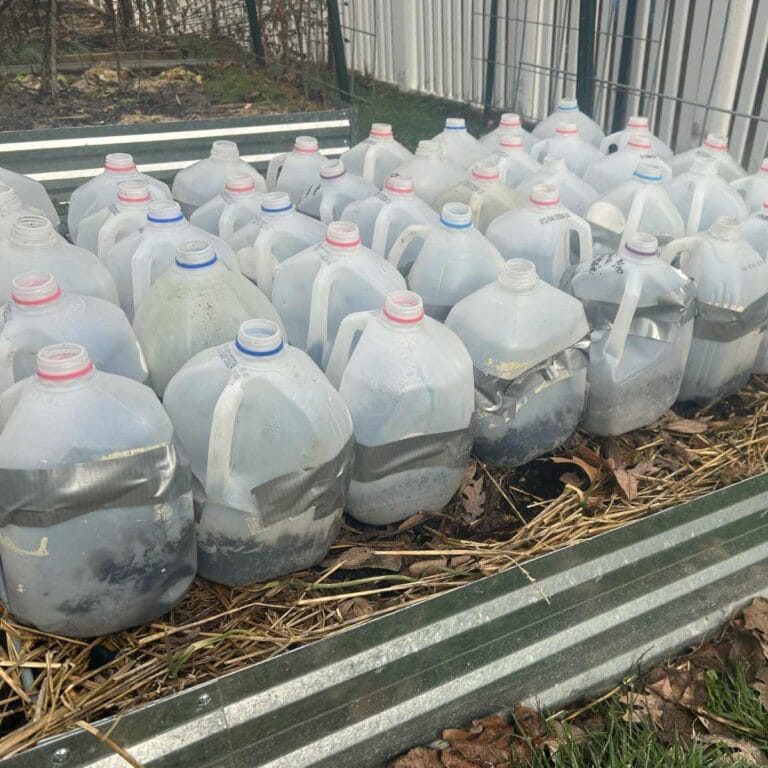 Winter Sowing in milk jugs Featured Image