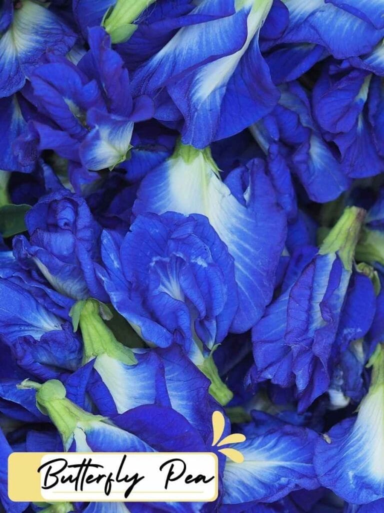 close up image of butterfly pea flowers