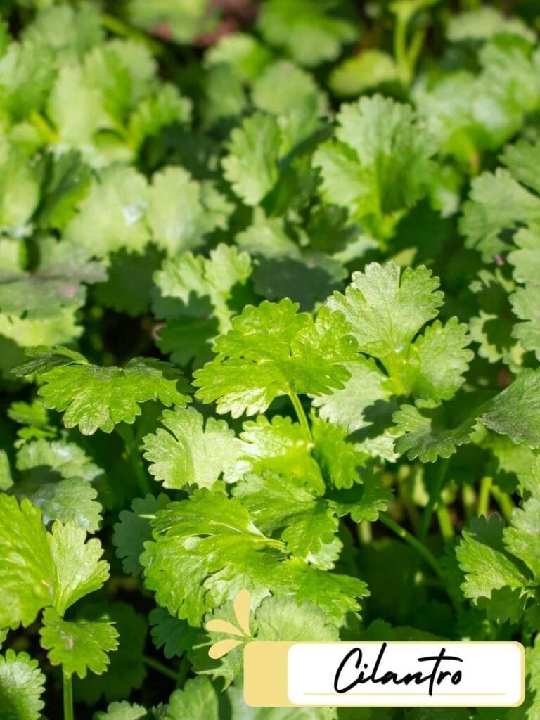 up close photo of cilantro