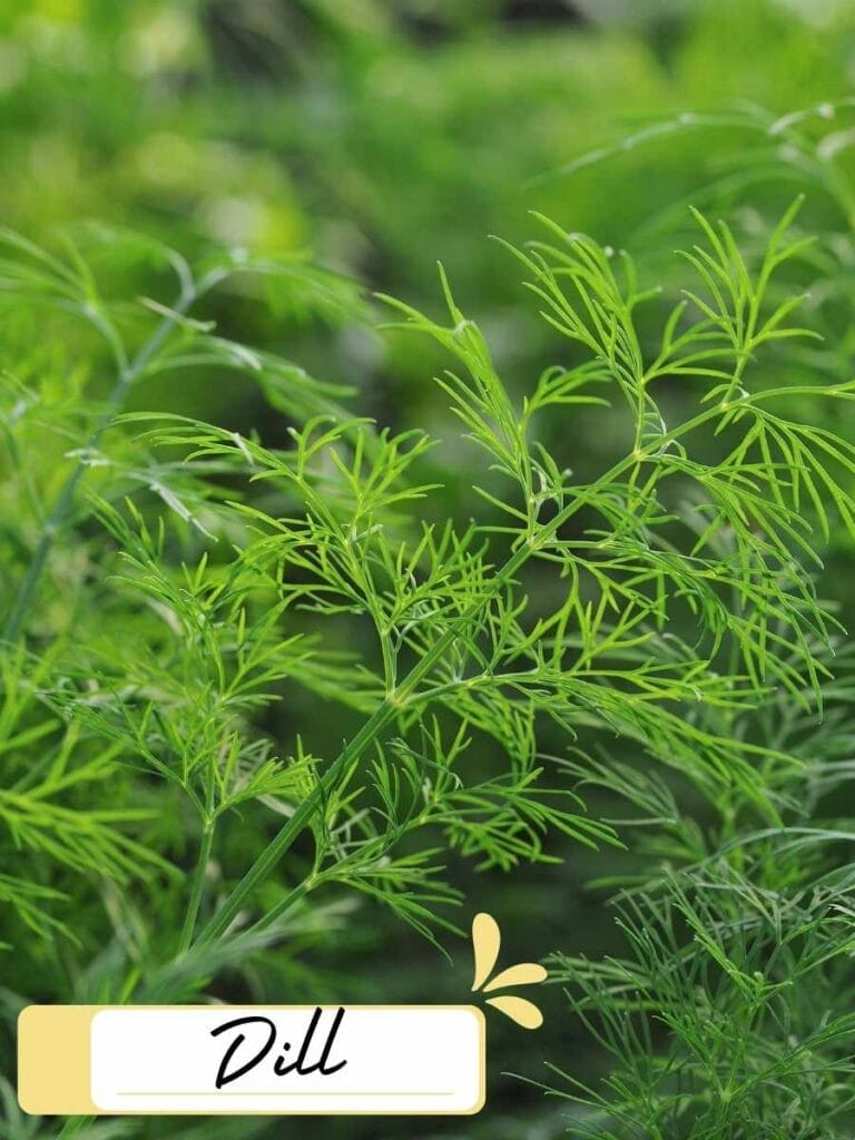 up close photo of dill