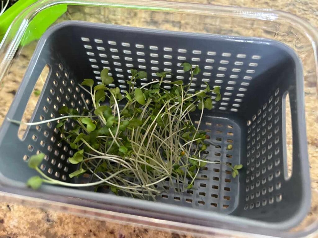 fresh cut microgreens in a gray fruit saver container