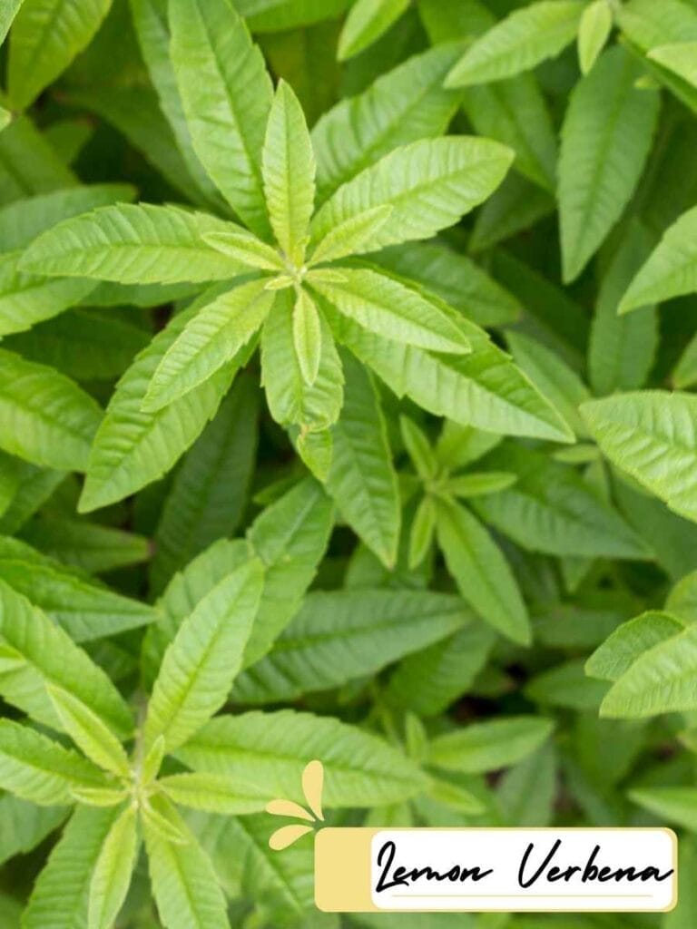 up close photo of lemon verbena