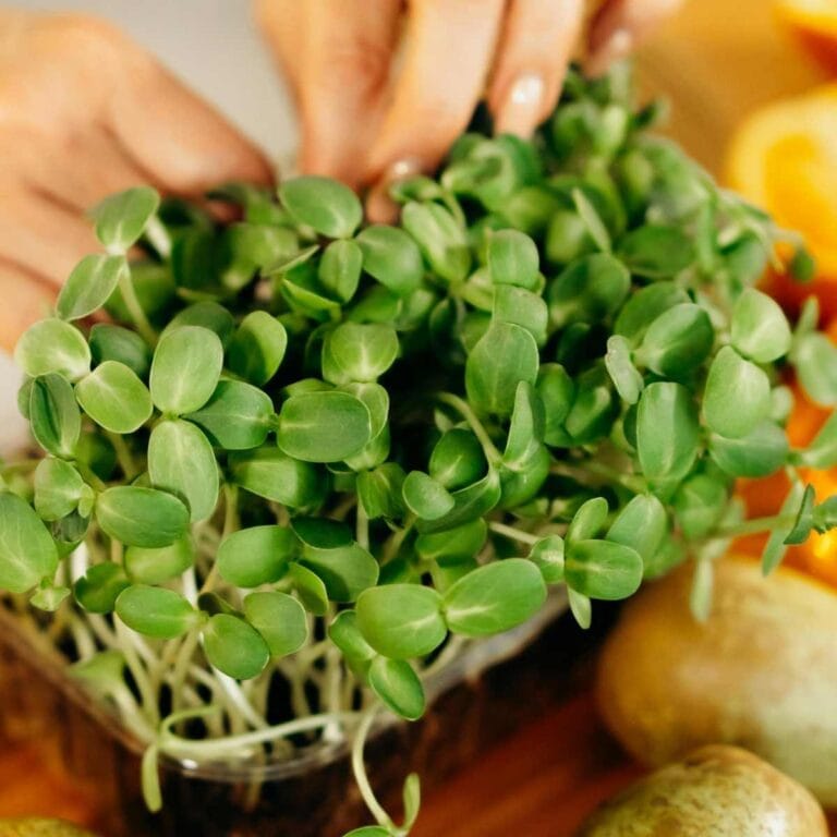 sunflower microgreens