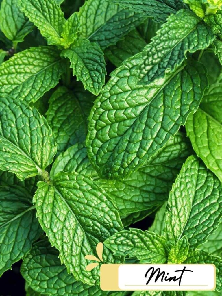 up close image of mint