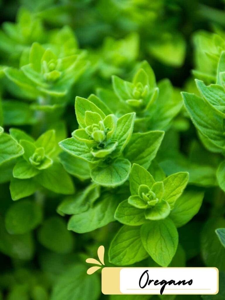 up close image of oregano