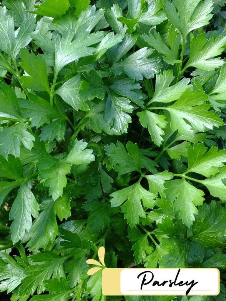 close up image of parsley herb