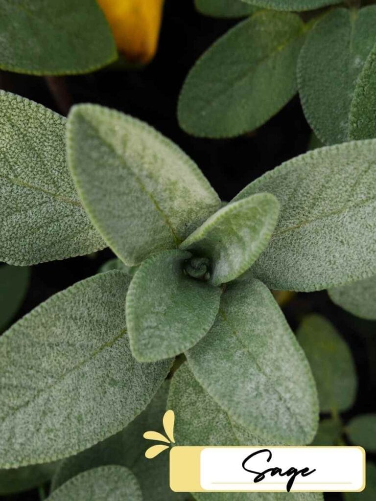 close up image of sage herb