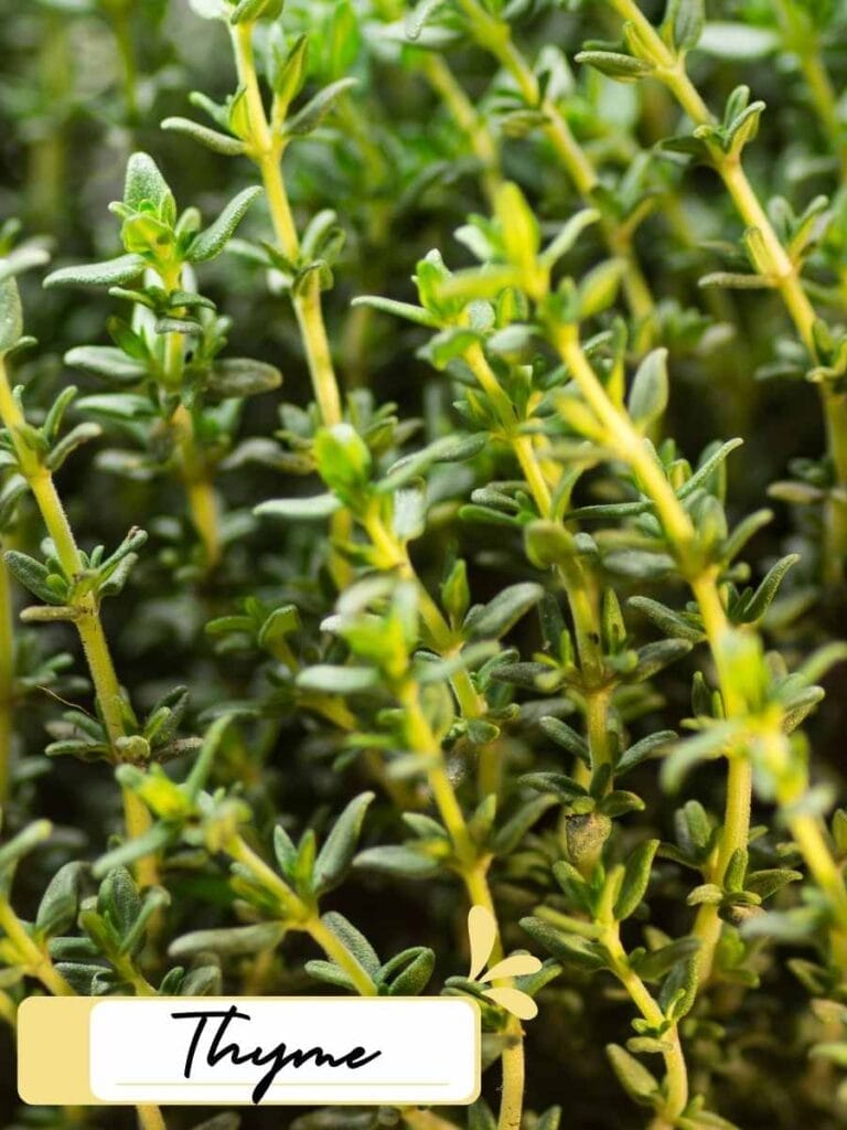 up close image of thyme herb
