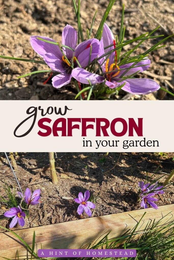 grow saffron in your garden pinterest image