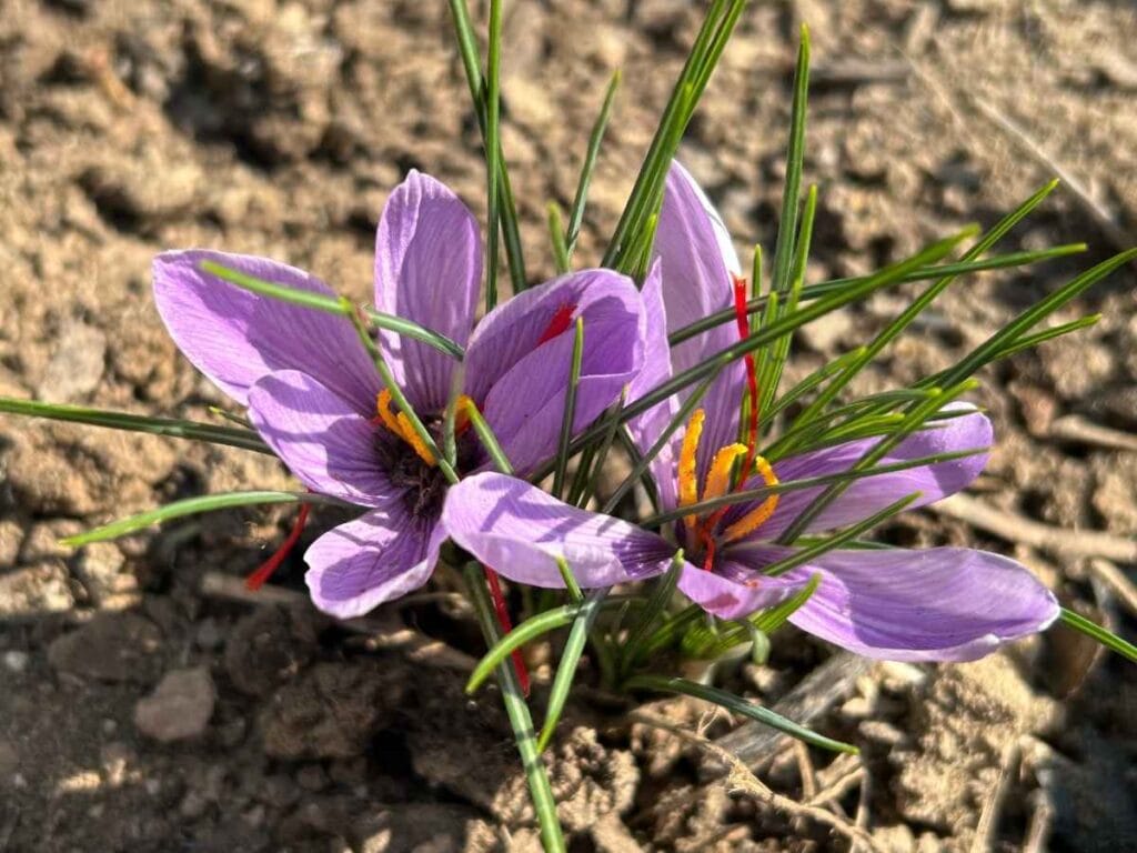 close up of two live saffron flowers