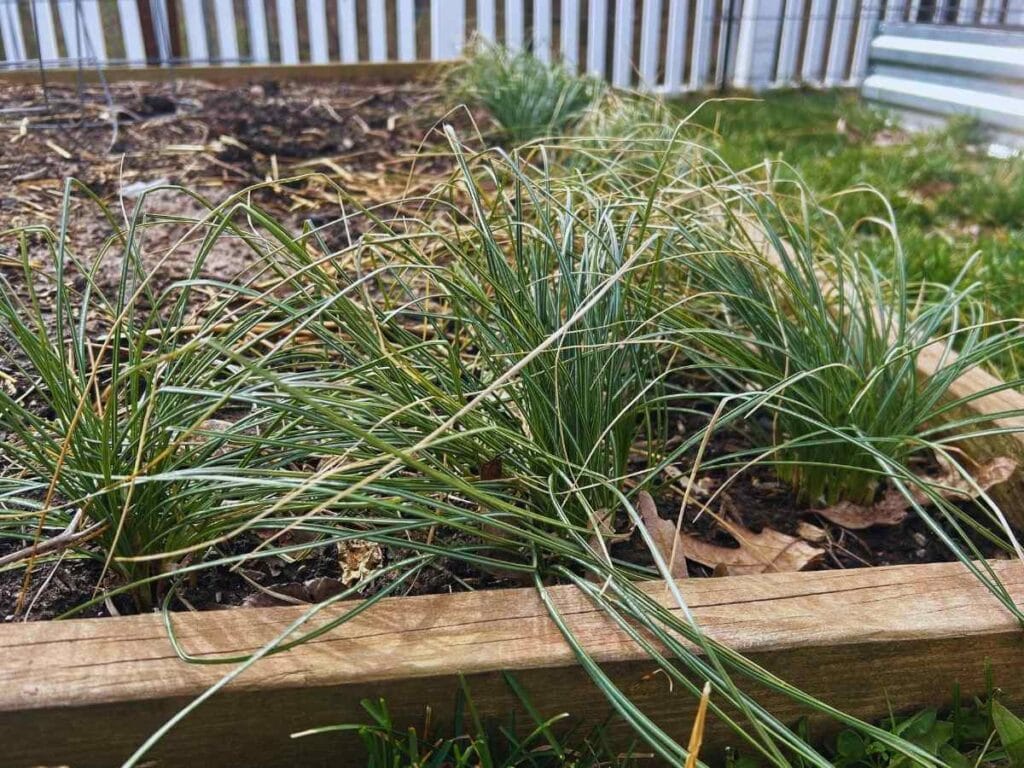 green grassy foliage in an early spring garden bed