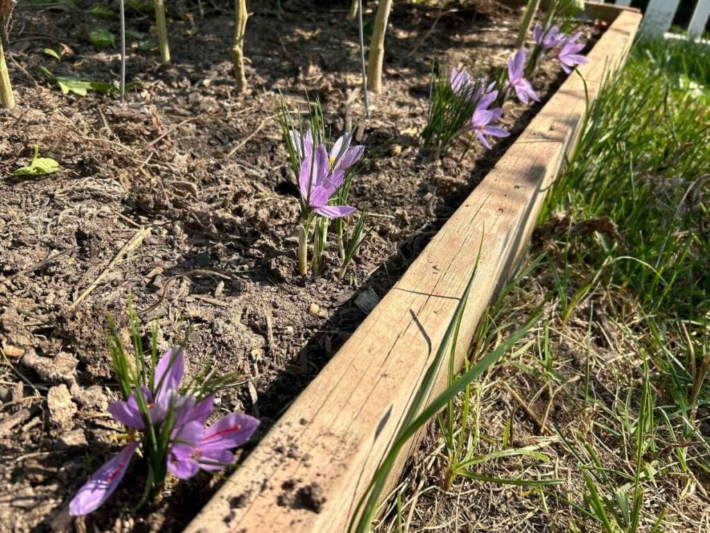 row of purple flowers in a garden bed