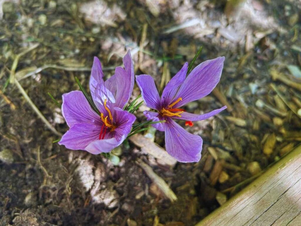 close up of saffron blooms