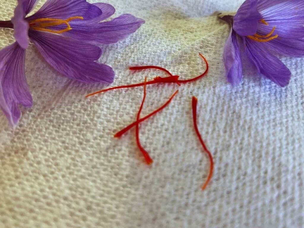 saffron flowers and threads drying on a paper towel
