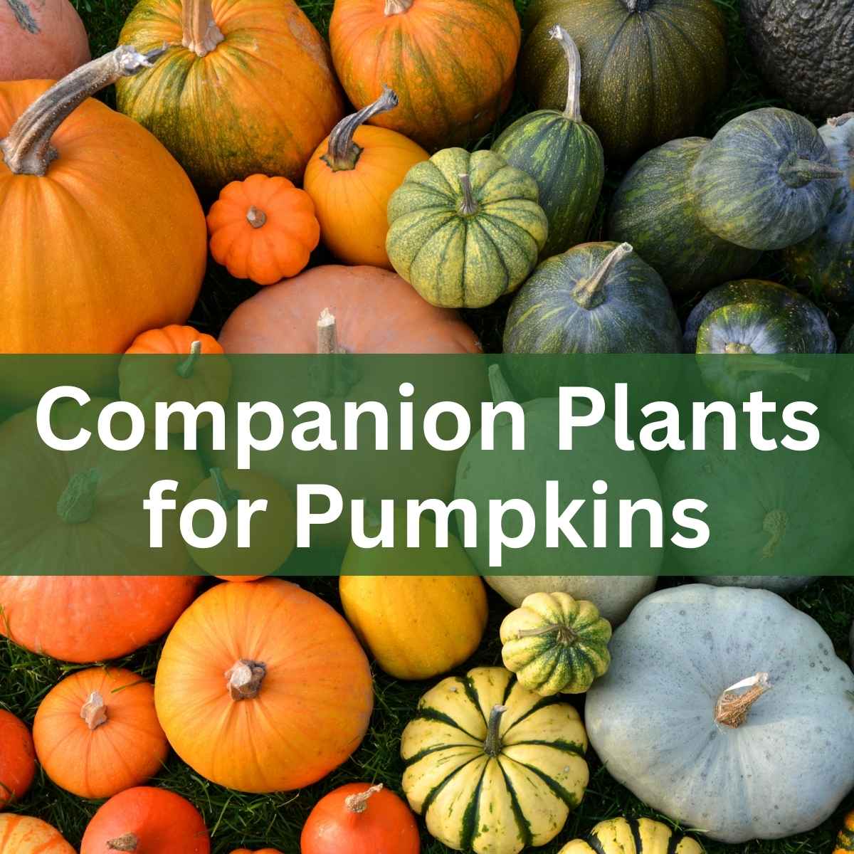 companion plants for pumpkins label over picture of different colored pumpkins