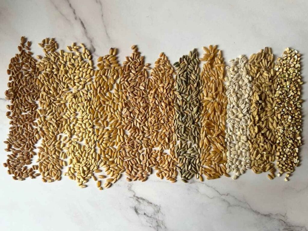 varieties of whole grain berries laid out in a line