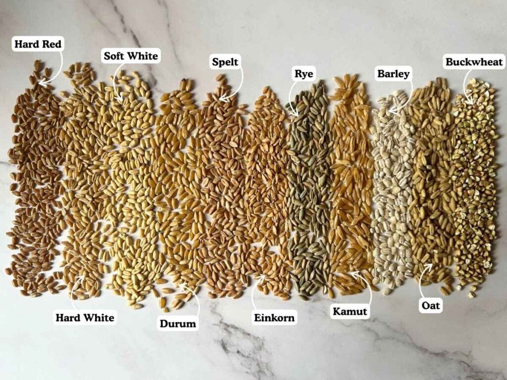 varieties of whole grain berries laid out in a line and labelled, includes hard red, soft white, spelt, rye, barley, buckwheat, hard white, durum, einkorn, kamut, and oat