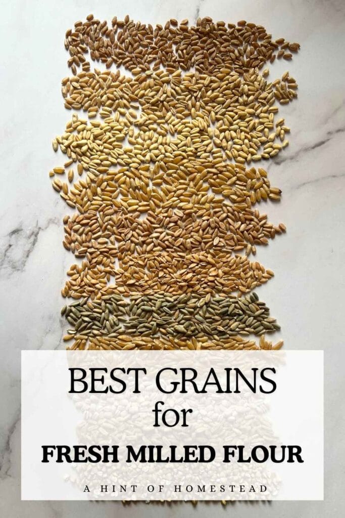 Best grains for fresh milled flour pinterest image
