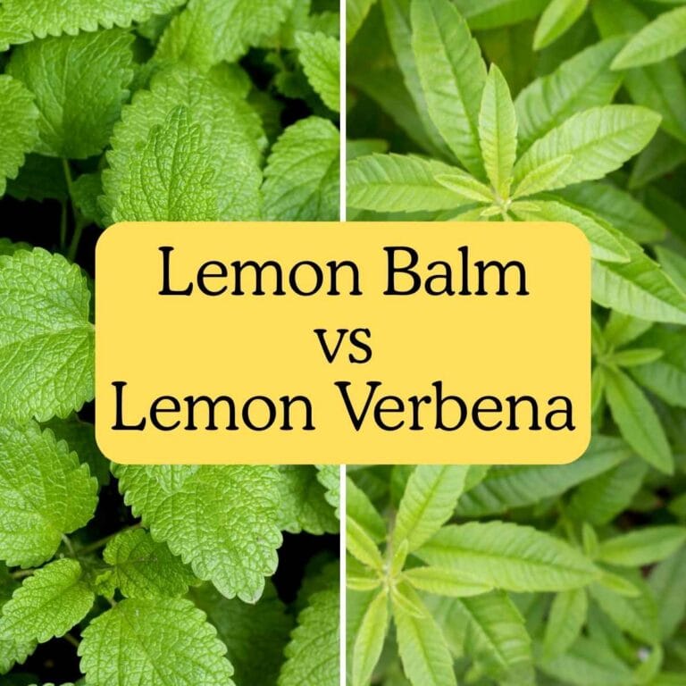 title for post on lemon balm vs lemon verbena with plants in background
