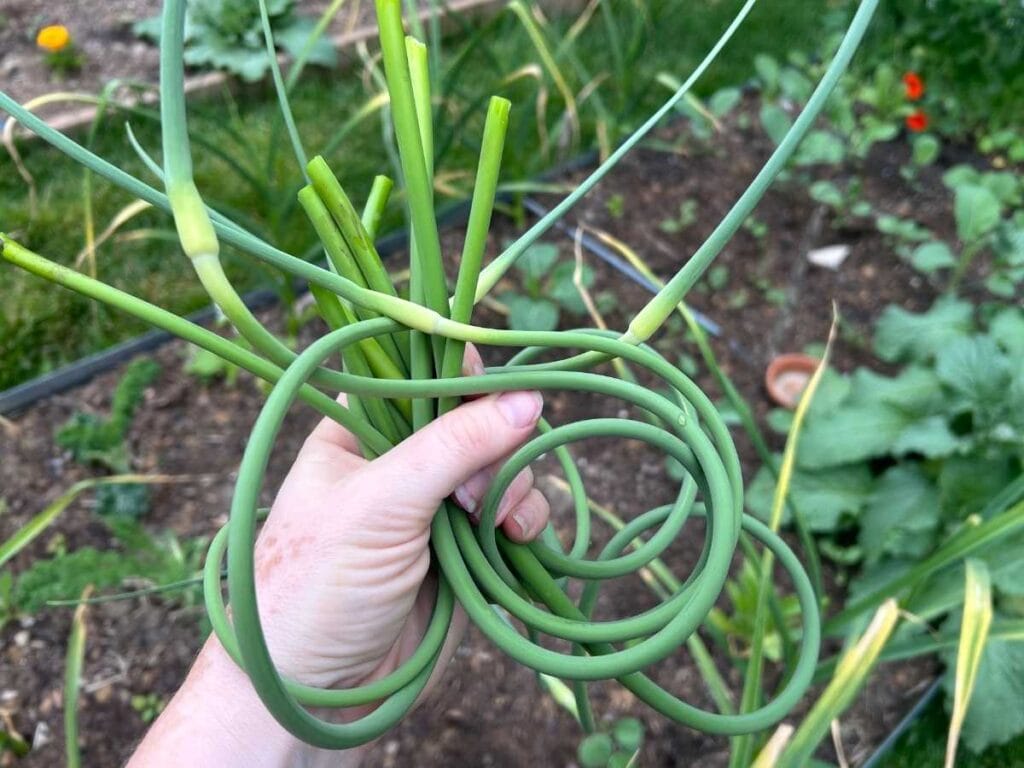a hand holding a bunch of garlic scapes over a garden bed